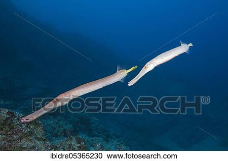 Trumpetfish (Aulostomus chinensis), Socorro, Revillagigedo Islands, Mexico, Central America View Large Photo Image Stock Image - Trumpetfish (Aulostomus chinensis), Socorro, Revillagigedo Islands, Mexico, Central America. Fotosearch