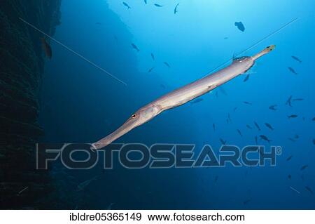 Stock Photo - Trumpetfish (Aulostomus chinensis), Socorro, Revillagigedo Islands, Mexico, Central America. Fotosearch