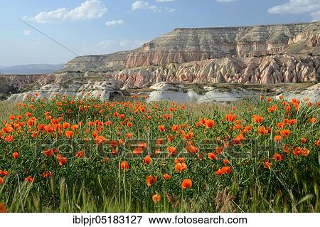 Tuff landscape, Erosion valley, Rose Valley, Cappadocia, Anatolia, Central Anatolia, Turkey, Asia View Large Photo Image Stock Photo - Tuff landscape, Erosion valley, Rose Valley, Cappadocia, Anatolia, Central Anatolia, Turkey, Asia. Fotosearch