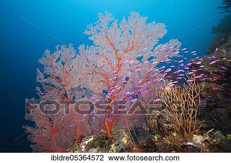 Stock Image - Tuka flagfish in front of gorgonian (Pseudanthias) cf tuka, Marovo Lagoon, Solomon Islands, Oceania. Fotosearch