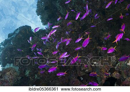 Tuka flagfish (Pseudanthias) cf tuka, Marovo Lagoon, Solomon Islands, Oceania View Large Photo Image Stock Image - Tuka flagfish (Pseudanthias) cf tuka, Marovo Lagoon, Solomon Islands, Oceania. Fotosearch