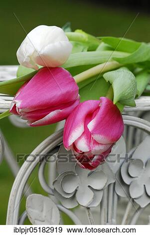 Stock Photo - Tulips, tulip bouquet ( Tulipa spec. ). Fotosearch