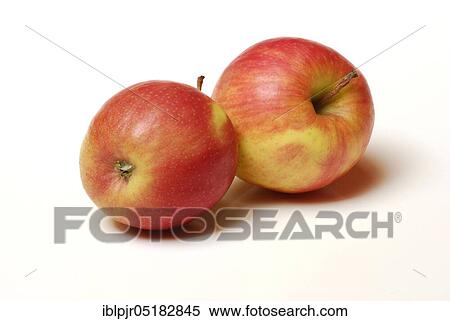 Stock Photography - Two apples, apple, Pink Lady variety. Fotosearch