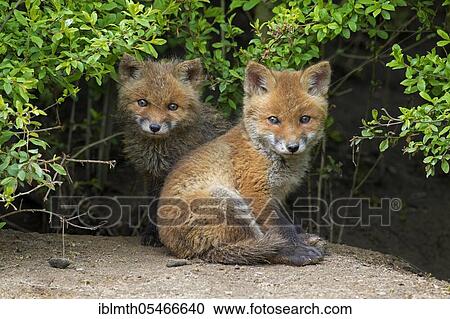 Two cute young red foxes (Vulpes vulpes) coming out of the thicket in springtime View Large Photo Image Stock Image - Two cute young red foxes (Vulpes vulpes) coming out of the thicket in springtime. Fotosearch