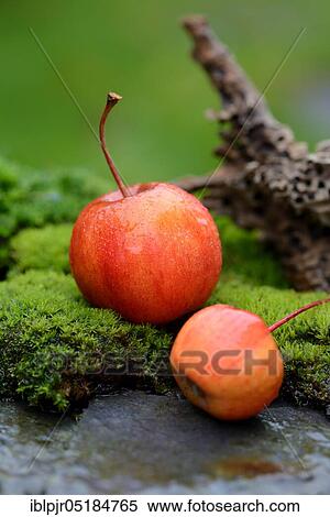 Two decorative apples in the moss, decorative apples ( Malus spec. ) View Large Photo Image Stock Photography - Two decorative apples in the moss, decorative apples ( Malus spec. ). Fotosearch