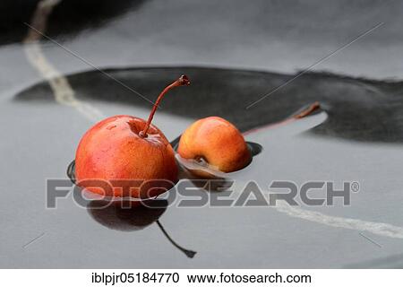 Two decorative apples in water, decorative apples ( Malus spec. ) View Large Photo Image Stock Image - Two decorative apples in water, decorative apples ( Malus spec. ). Fotosearch