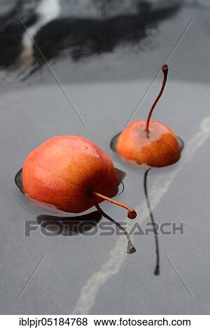 Two decorative apples in water, decorative apples ( Malus spec. ) View Large Photo Image Stock Photo - Two decorative apples in water, decorative apples ( Malus spec. ). Fotosearch