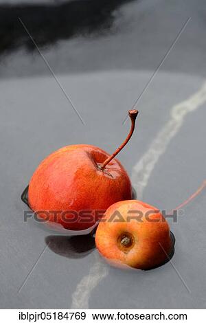 Stock Photo - Two decorative apples in water, decorative apples ( Malus spec. ). Fotosearch