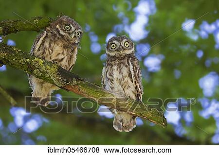 Stock Photo - Two fledged Little owls (Athene noctua) in summer sitting in a tree. Fotosearch