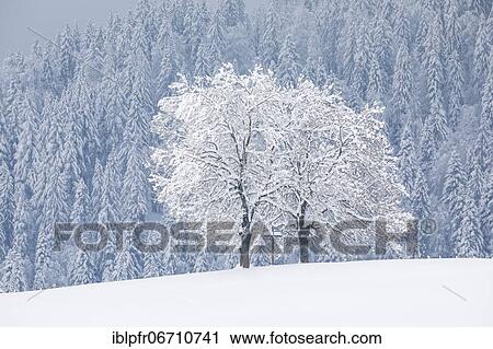 Two oaks and cross, Canton Zug Switzerland View Large Photo Image Stock Image - Two oaks and cross, Canton Zug Switzerland. Fotosearch