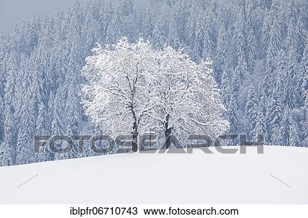 Stock Image - Two oaks and cross, Canton Zug Switzerland. Fotosearch