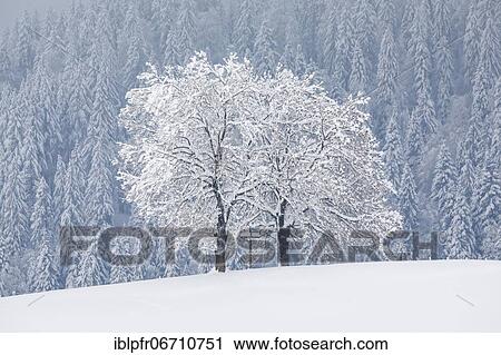 Stock Image - Two oaks and cross, Canton Zug Switzerland. Fotosearch