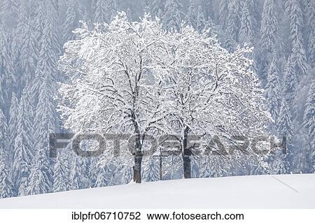 Stock Image - Two oaks and cross, Canton Zug Switzerland. Fotosearch