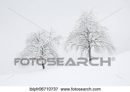 Stock Photo - Two snowy pear trees in winter, Oberägeri, canton Zug Switzerland. Fotosearch