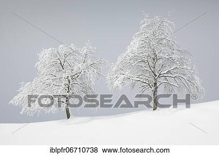 Stock Photo - Two snowy pear trees in winter, Oberägeri, canton Zug Switzerland. Fotosearch