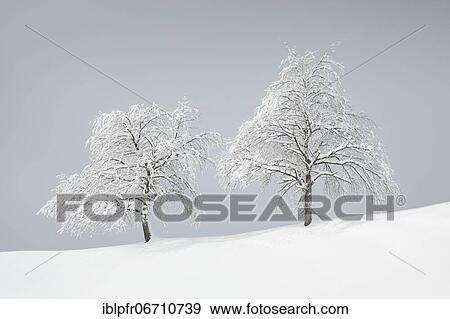 Stock Photo - Two snowy pear trees in winter, Oberägeri, canton Zug Switzerland. Fotosearch