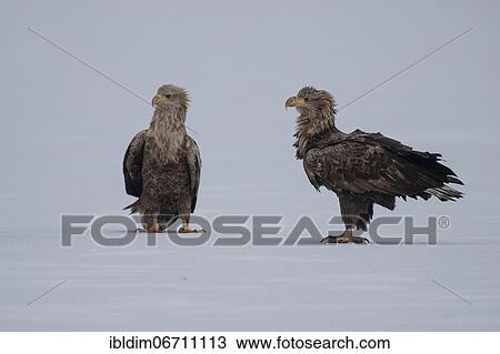 Two White-tailed eagle (Haliaeetus albicilla), on the ice of a frozen lake, Brandenburg, Germany, Europe View Large Photo Image Stock Image - Two White-tailed eagle (Haliaeetus albicilla), on the ice of a frozen lake, Brandenburg, Germany, Europe. Fotosearch