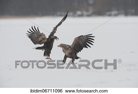 Two white-tailed eagles (Haliaeetus albicilla), sea eagles in dispute on frozen lake, Brandenburg, Germany, Europe View Large Photo Image Stock Photograph - Two white-tailed eagles (Haliaeetus albicilla), sea eagles in dispute on frozen lake, Brandenburg, Germany, Europe. Fotosearch