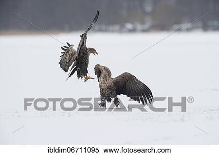 Two white-tailed eagles (Haliaeetus albicilla), sea eagles in dispute on frozen lake, Brandenburg, Germany, Europe View Large Photo Image Stock Photography - Two white-tailed eagles (Haliaeetus albicilla), sea eagles in dispute on frozen lake, Brandenburg, Germany, Europe. Fotosearch