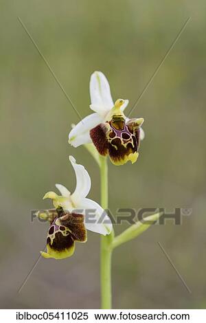 Stock Photography - Untchjs Ragwort, Istria (Ophrys untchjii), Croatia, Europe. Fotosearch
