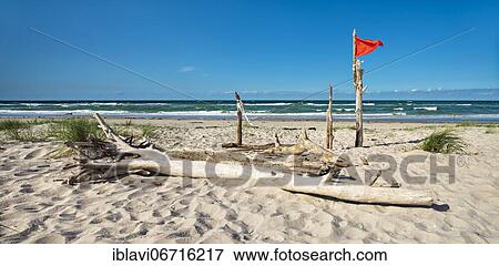 Untouched beach with driftwood and red flag, in the back the Baltic Sea, Weststrand Darß, National Park Vorpommersche Boddenlandschaft, Mecklenburg-Vorpommern, Germany, Europe View Large Photo Image Stock Photo - Untouched beach with driftwood and red flag, in the back the Baltic Sea, Weststrand Darß, National Park Vorpommersche Boddenlandschaft, Mecklenburg-Vorpommern, Germany, Europe. Fotosearch