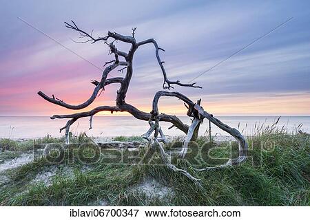 Uprooted tree at the west beach at sunset, driftwood at the Baltic Sea, peninsula Darß, Fischland-Darß-Zingst, National Park Vorpommersche Boddenlandschaft, Mecklenburg-Western Pomerania, Germany, Europe View Large Photo Image Stock Photo - Uprooted tree at the west beach at sunset, driftwood at the Baltic Sea, peninsula Darß, Fischland-Darß-Zingst, National Park Vorpommersche Boddenlandschaft, Mecklenburg-Western Pomerania, Germany, Europe. Fotosearch