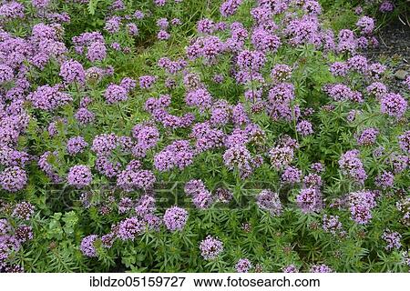 Valerian face, Long-handled Rosy Woodruff (Phuopsis stylosa), Sham Woodruff, Caucasian crossblade View Large Photo Image Stock Photo - Valerian face, Long-handled Rosy Woodruff (Phuopsis stylosa), Sham Woodruff, Caucasian crossblade. Fotosearch
