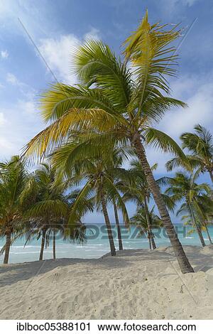 Varadero Beach, Cuba, Central America View Large Photo Image Stock Image - Varadero Beach, Cuba, Central America. Fotosearch