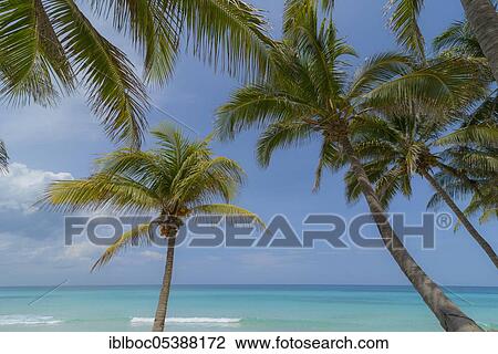 Varadero Beach, Cuba, Central America View Large Photo Image Stock Image - Varadero Beach, Cuba, Central America. Fotosearch