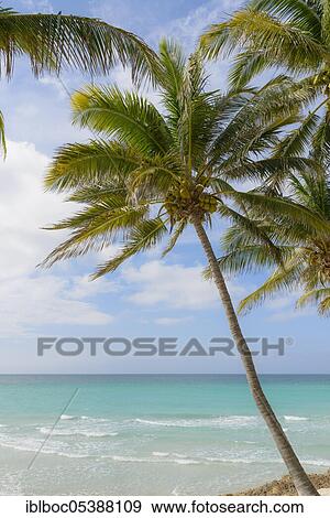 Varadero Beach, Cuba, Central America View Large Photo Image Stock Photo - Varadero Beach, Cuba, Central America. Fotosearch