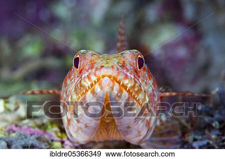 Variegated lizardfish (Synodus variegatus), Marovo Lagoon, Solomon Islands, Oceania View Large Photo Image Stock Photo - Variegated lizardfish (Synodus variegatus), Marovo Lagoon, Solomon Islands, Oceania. Fotosearch