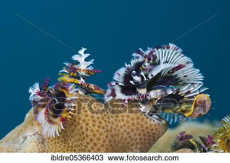Variegated spirochete (Spirobranchus giganteus), Russell Islands, Solomon Islands, Oceania View Large Photo Image Stock Image - Variegated spirochete (Spirobranchus giganteus), Russell Islands, Solomon Islands, Oceania. Fotosearch