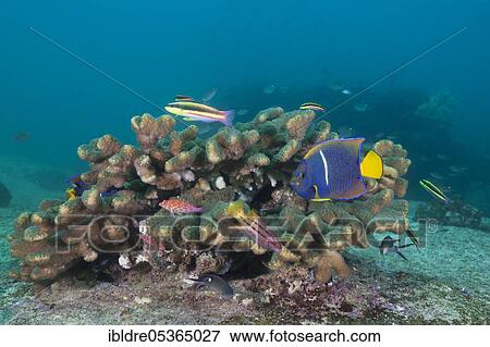 Various coral fishes, Holocanthus passer, Cabo Pulmo Marine National Park, Baja California Sur, Mexico, Central America View Large Photo Image Stock Photo - Various coral fishes, Holocanthus passer, Cabo Pulmo Marine National Park, Baja California Sur, Mexico, Central America. Fotosearch