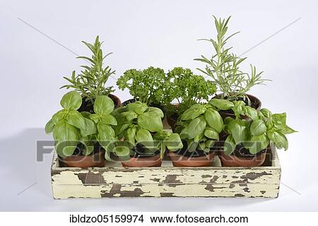 Various herbs, basil (Ocimum basilicum), parsley (Petroselinum crispum), rosemary (Rosmarinus officinalis) View Large Photo Image Picture - Various herbs, basil (Ocimum basilicum), parsley (Petroselinum crispum), rosemary (Rosmarinus officinalis). Fotosearch