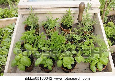 Stock Image - Various herbs, basil, parsley, rosemary, dill. Fotosearch