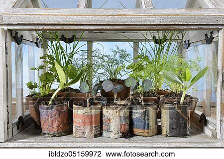 Stock Image - Various herbs in small greenhouse, chives (Allium schoenoprasum), parsley (Petroselinum crispum), courgettes, nasturtium (Cucurbita pepo) (Tropaeolum majus). Fotosearch
