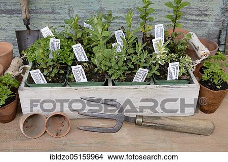 Picture - Various herbs. Fotosearch
