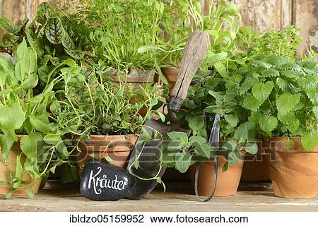 Various herbs, sorrel (Rumex sanguineus), tarragon (Artemisia dracunculus), marjoram (Origanum majorana), parsley (Petroselinum crispum), lemon balm (Lemon balm officinalis) View Large Photo Image Stock Image - Various herbs, sorrel (Rumex sanguineus), tarragon (Artemisia dracunculus), marjoram (Origanum majorana), parsley (Petroselinum crispum), lemon balm (Lemon balm officinalis). Fotosearch