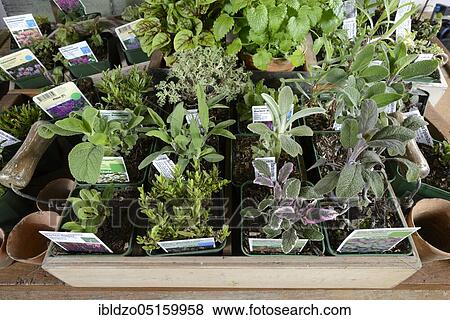 Various herbs View Large Photo Image Stock Photo - Various herbs. Fotosearch