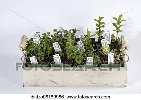 Various herbs View Large Photo Image Stock Photograph - Various herbs. Fotosearch