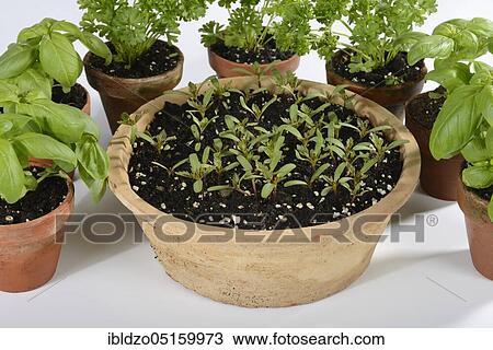 Various herbs, Tagetes, basil (Ocimum basilicum), parsley (Petroselinum crispum) (Tagetes patula) View Large Photo Image Stock Image - Various herbs, Tagetes, basil (Ocimum basilicum), parsley (Petroselinum crispum) (Tagetes patula). Fotosearch