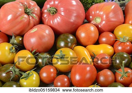 Various varieties Tomatoes (Solanum lycopersicum) View Large Photo Image Picture - Various varieties Tomatoes (Solanum lycopersicum). Fotosearch