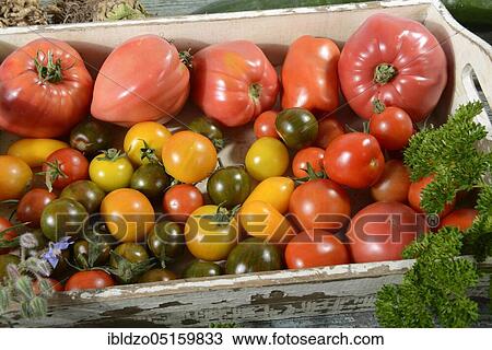 Various varieties Tomatoes (Solanum lycopersicum) View Large Photo Image Stock Image - Various varieties Tomatoes (Solanum lycopersicum). Fotosearch