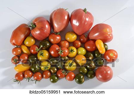 Various varieties Tomatoes (Solanum lycopersicum) View Large Photo Image Stock Image - Various varieties Tomatoes (Solanum lycopersicum). Fotosearch