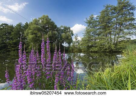 Varnescher Fischteiche, Goldenstedt, Oldenburger Münsterland, Lower Saxony, Germany, Europe View Large Photo Image Picture - Varnescher Fischteiche, Goldenstedt, Oldenburger Münsterland, Lower Saxony, Germany, Europe. Fotosearch