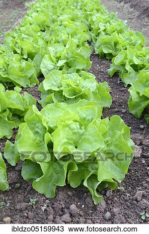 Stock Image - Vegetable bed with lettuce. Fotosearch