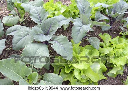 Picture - Vegetable patch with lettuce and kohlrabi (Brassica oleracea spp. ). Fotosearch
