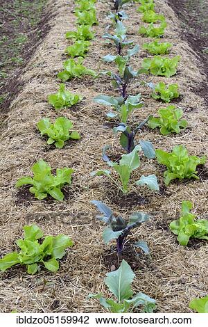 Stock Image - Vegetable patch with lettuce and kohlrabi (Brassica oleracea spp. ). Fotosearch