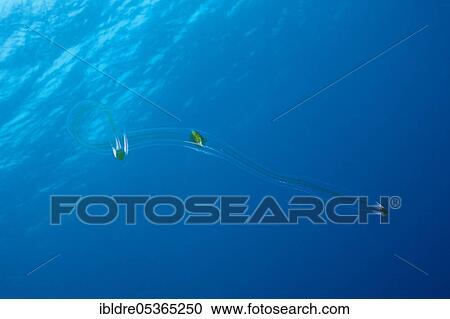 Venus belt ribbed jellyfish, Cestum veneris, Socorro, Revillagigedo Islands, Mexico, Central America View Large Photo Image Stock Image - Venus belt ribbed jellyfish, Cestum veneris, Socorro, Revillagigedo Islands, Mexico, Central America. Fotosearch
