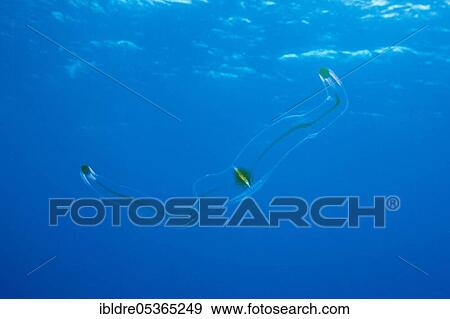 Venus belt ribbed jellyfish, Cestum veneris, Socorro, Revillagigedo Islands, Mexico, Central America View Large Photo Image Stock Photo - Venus belt ribbed jellyfish, Cestum veneris, Socorro, Revillagigedo Islands, Mexico, Central America. Fotosearch